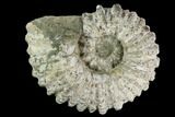 Tractor Ammonite (Douvilleiceras) Fossil - Madagascar #126397-1